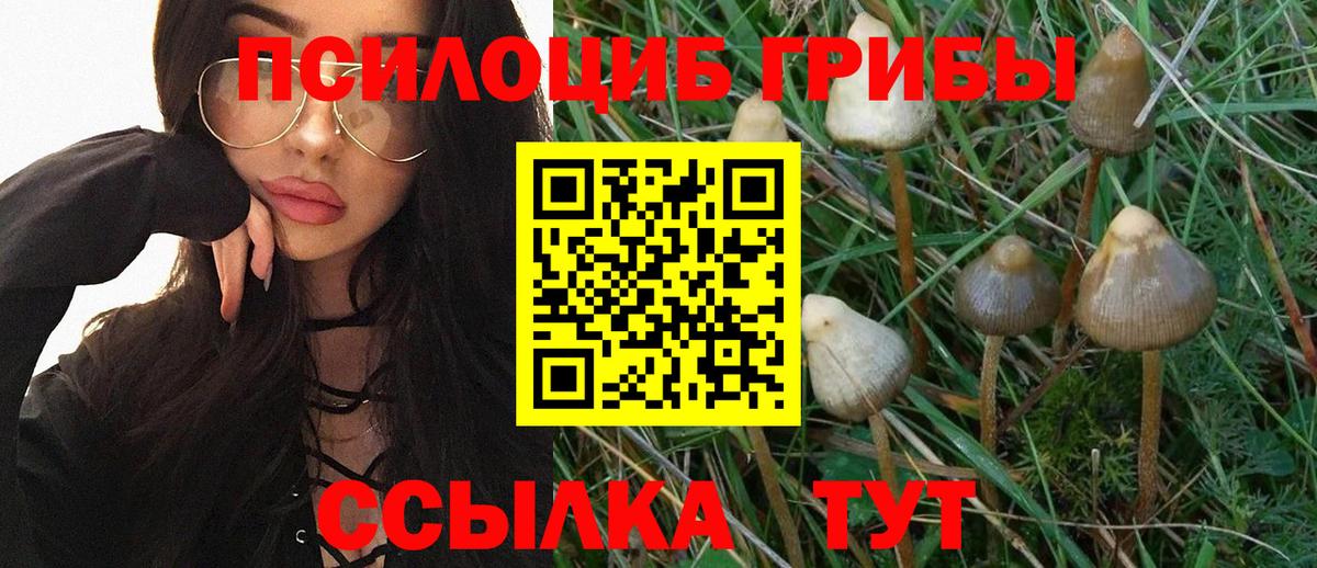 Галлюциногенные грибы Psilocybine cubensis Куйбышев